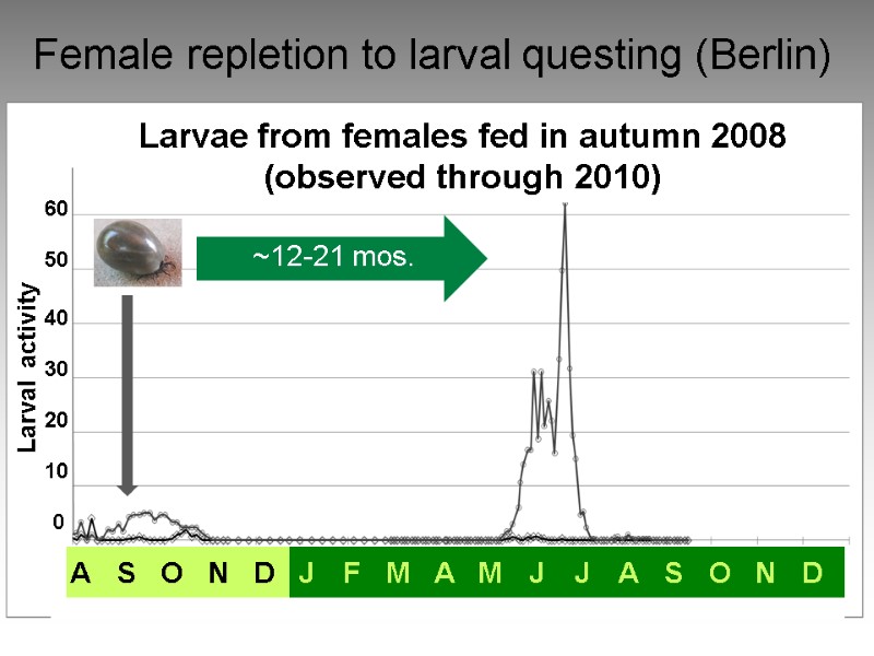 Female repletion to larval questing (Berlin) Larvae from females fed in autumn 2008 (observed